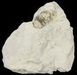 Bargain, Bumastus Ioxus Trilobite - New York #68519-1